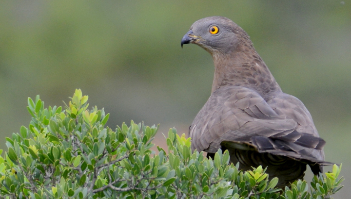 Actualisation des ZNIEFF : participez aux inventaires naturalistes !